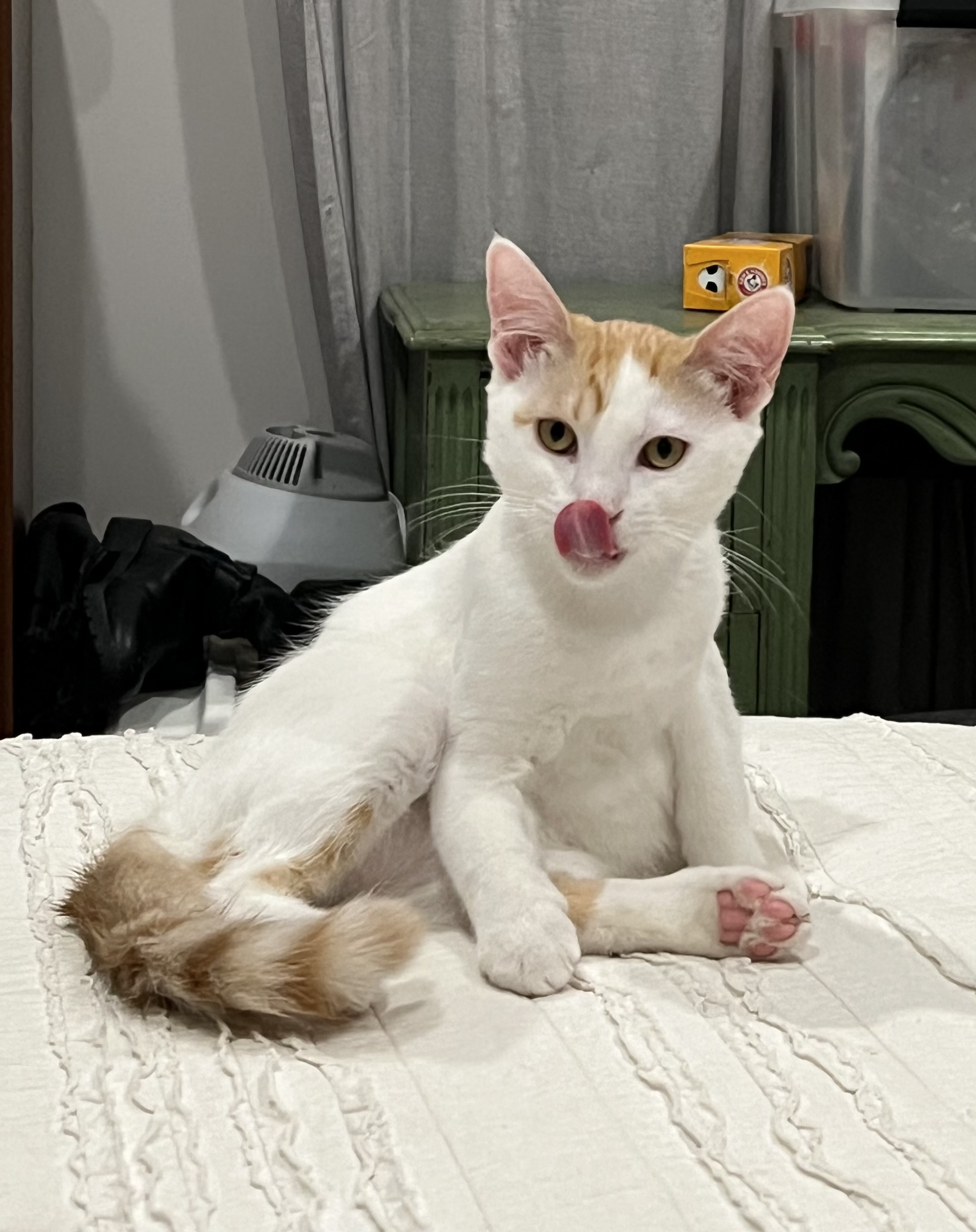 Enlarge Rose & Axel, an adopted Siamese in Herrin, IL image 5/6