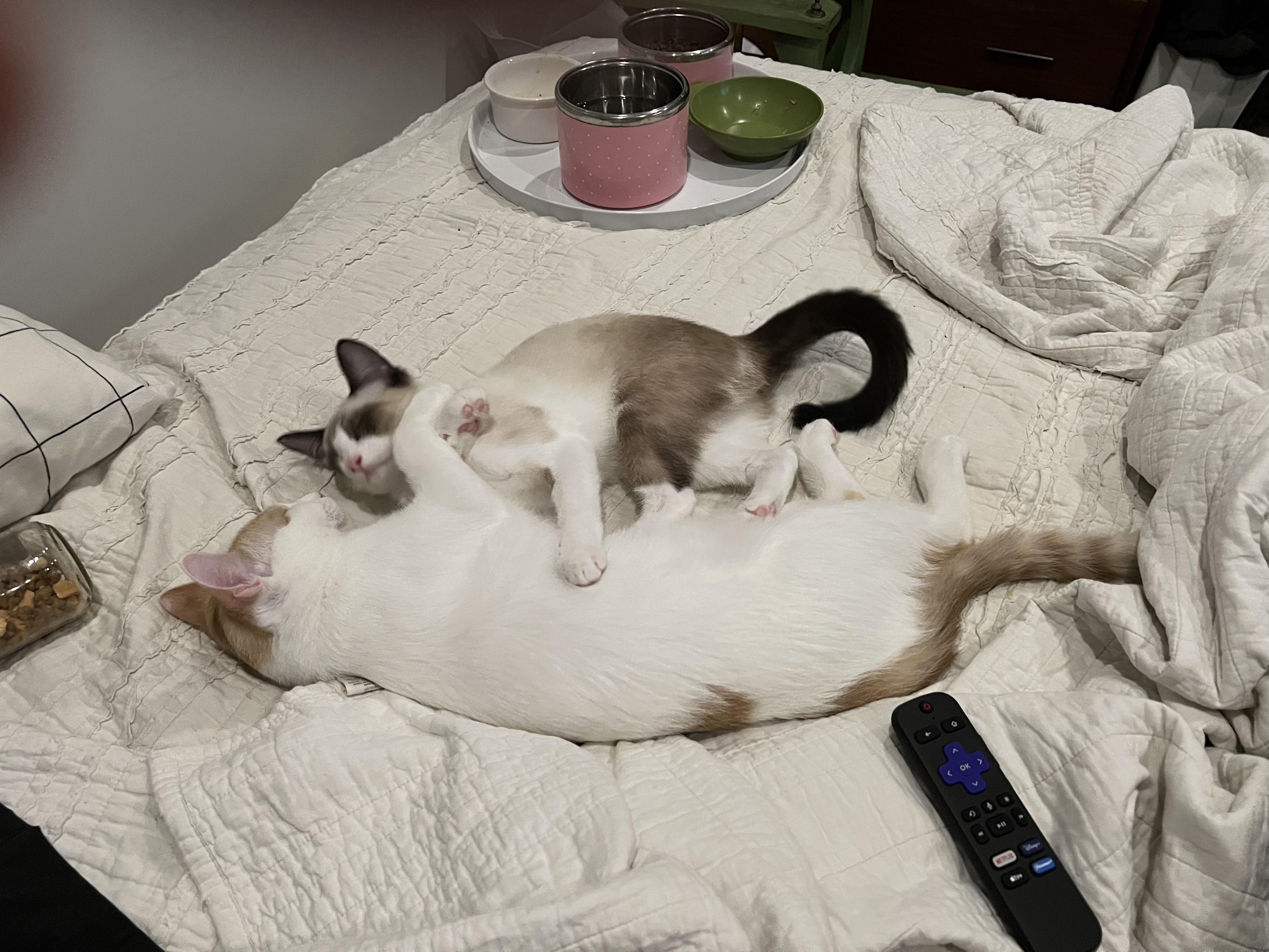 Enlarge Rose & Axel, an adopted Siamese in Herrin, IL image 2/6