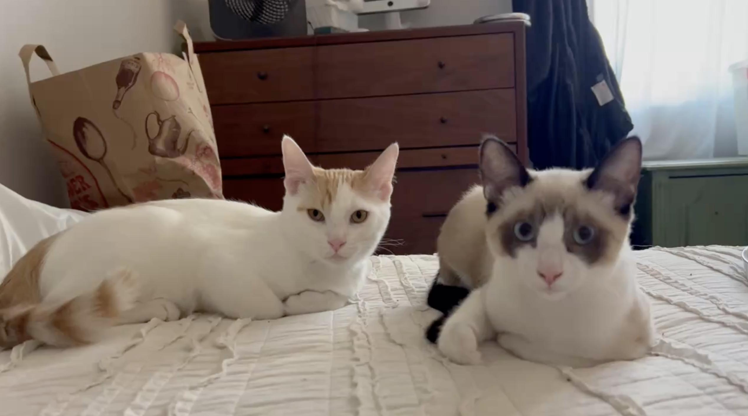 Enlarge Rose & Axel, an adopted Siamese in Herrin, IL image 3/6