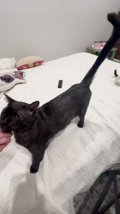 Enlarge Rose & Axel, an adopted Siamese in Herrin, IL video 4/6