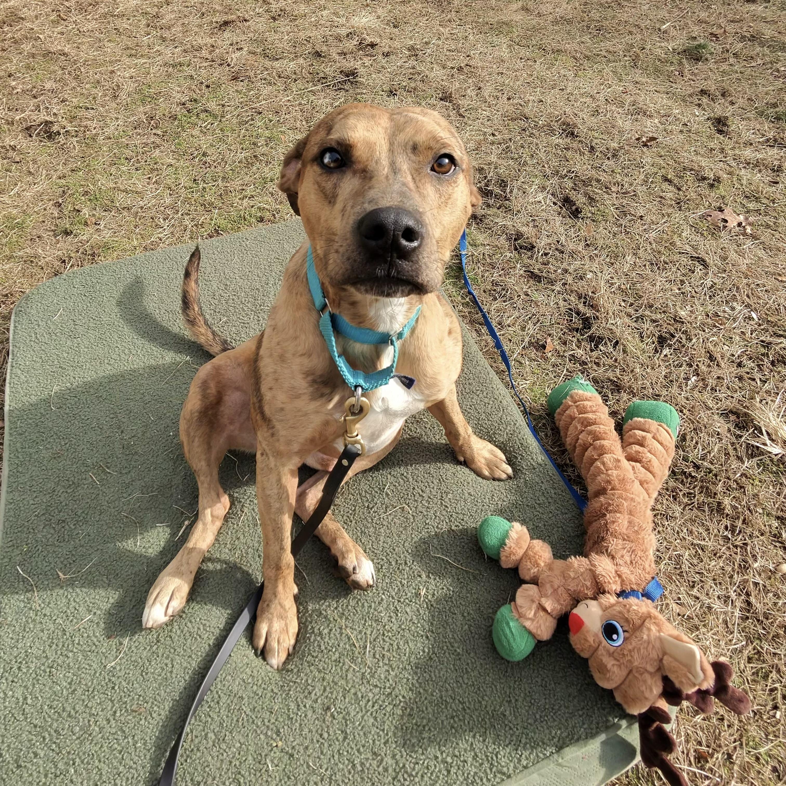Enlarge Prince, a Adoptable mixed breed in AQUEBOGUE, NY image 1/2