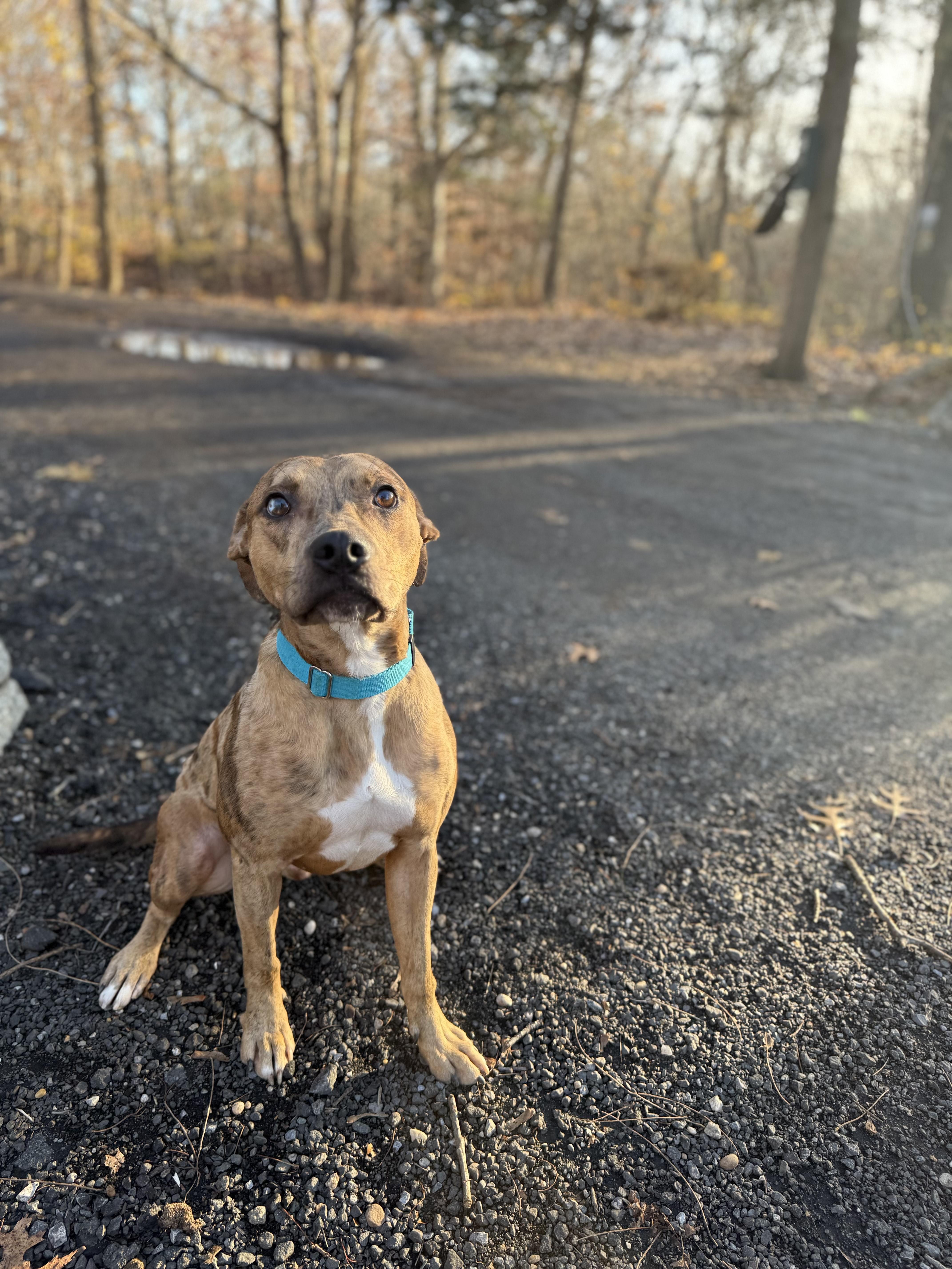 Enlarge Prince, a Adoptable mixed breed in AQUEBOGUE, NY image 2/2