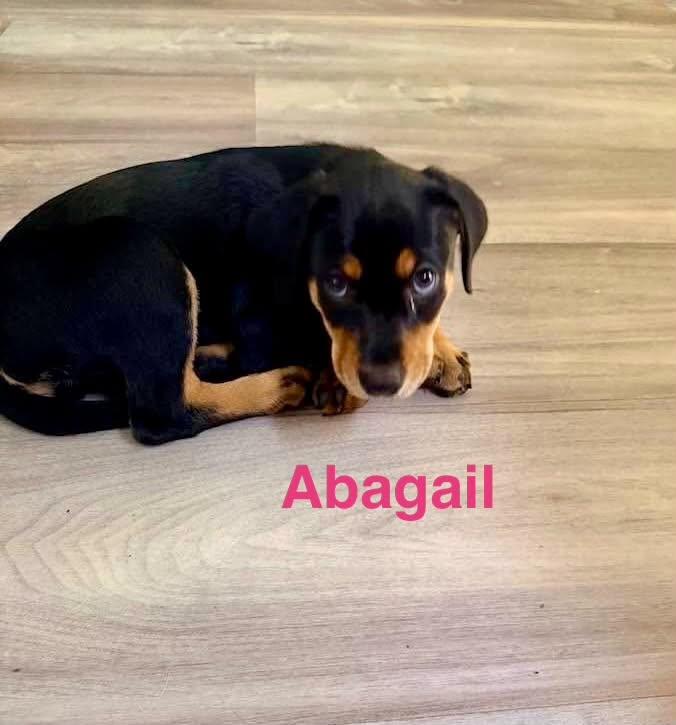 Enlarge ABAGAIL, a Adopted mixed breed in Madisonville, LA image 5/6