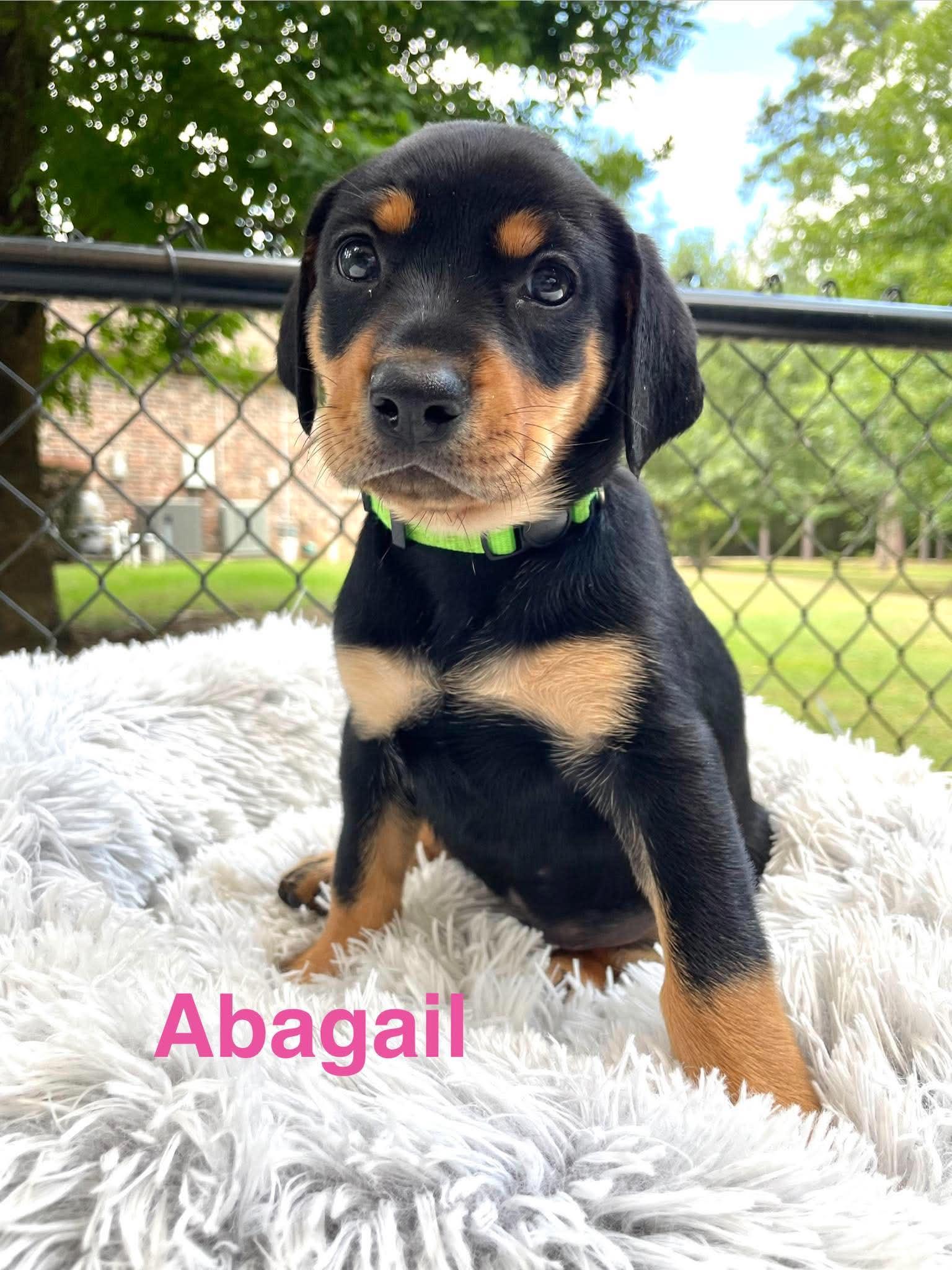 Enlarge ABAGAIL, a Adopted mixed breed in Madisonville, LA image 2/6