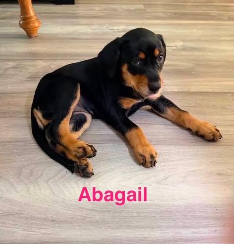 Enlarge ABAGAIL, a Adopted mixed breed in Madisonville, LA image 4/6