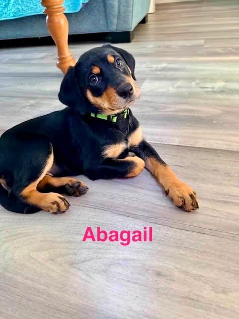 Enlarge ABAGAIL, a Adopted mixed breed in Madisonville, LA image 3/6