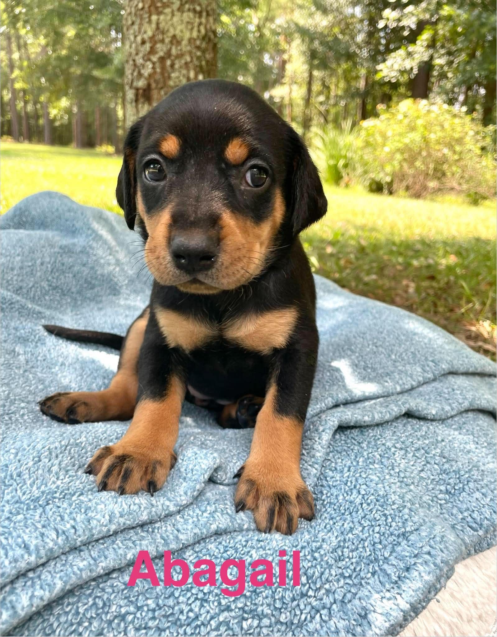 Enlarge ABAGAIL, a Adopted mixed breed in Madisonville, LA image 6/6