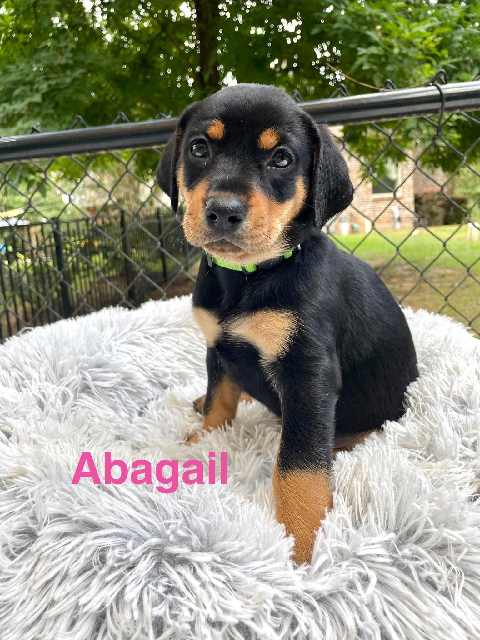 ABAGAIL, Adopted, Puppy Female Doberman Pinscher & Catahoula Leopard Dog.