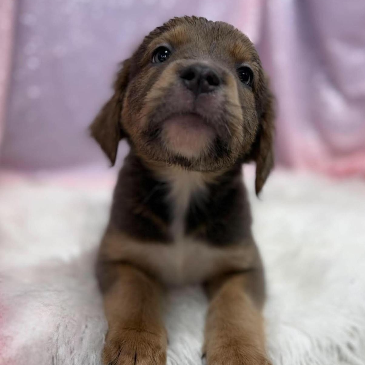 Blue, Adoptable, Puppy Female Retriever & Mixed Breed.