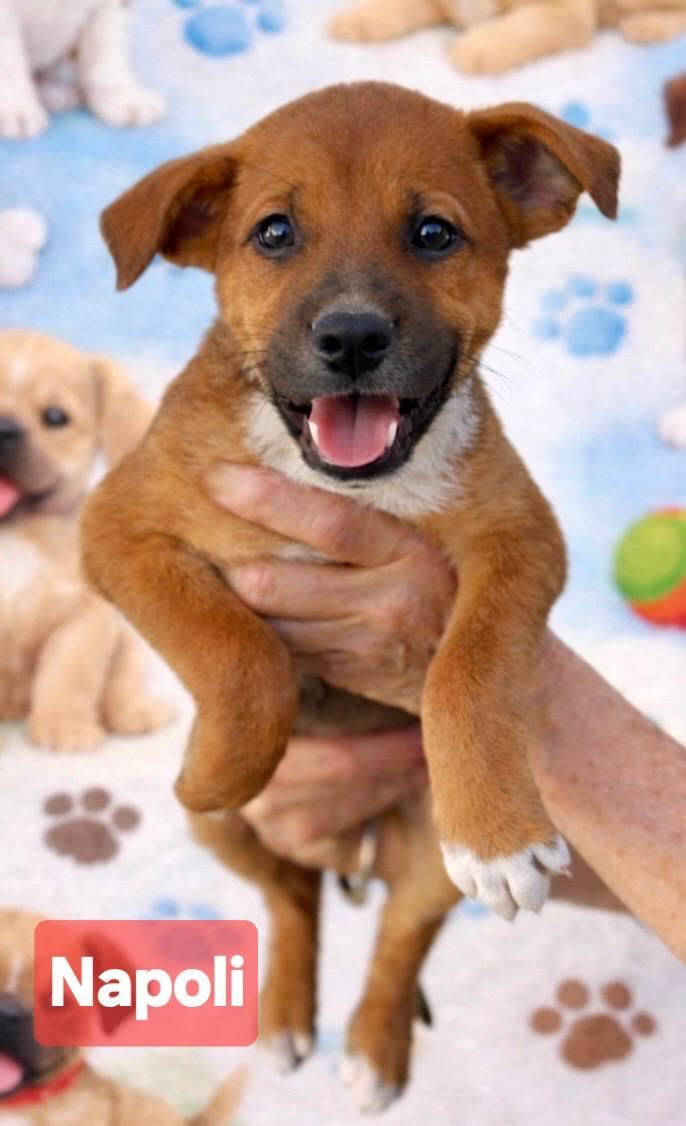 Napoli, a Adoptable Terrier in Pompano Beach, FL image 1/3
