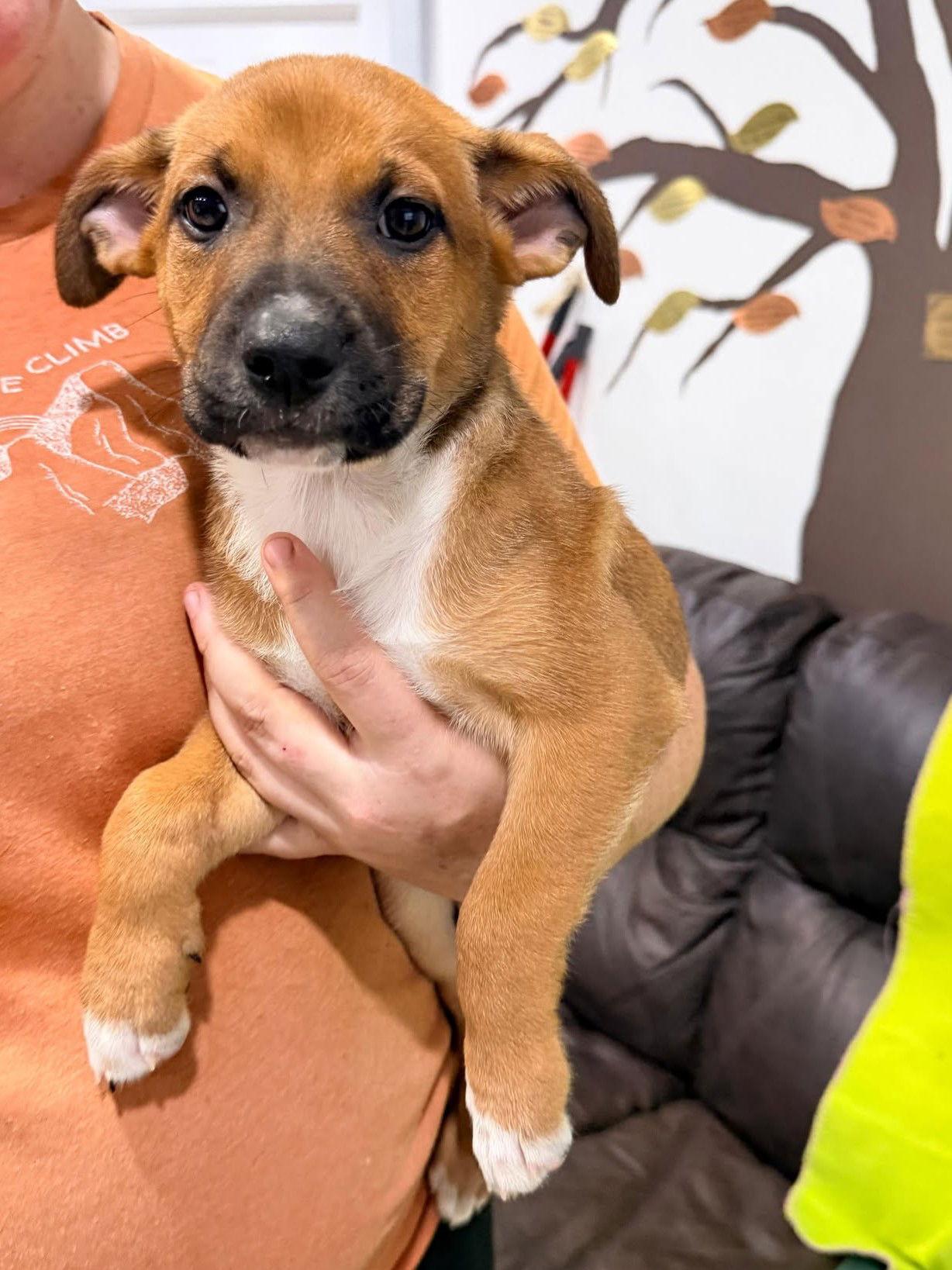 Napoli, a Adoptable Terrier in Pompano Beach, FL image 2/3