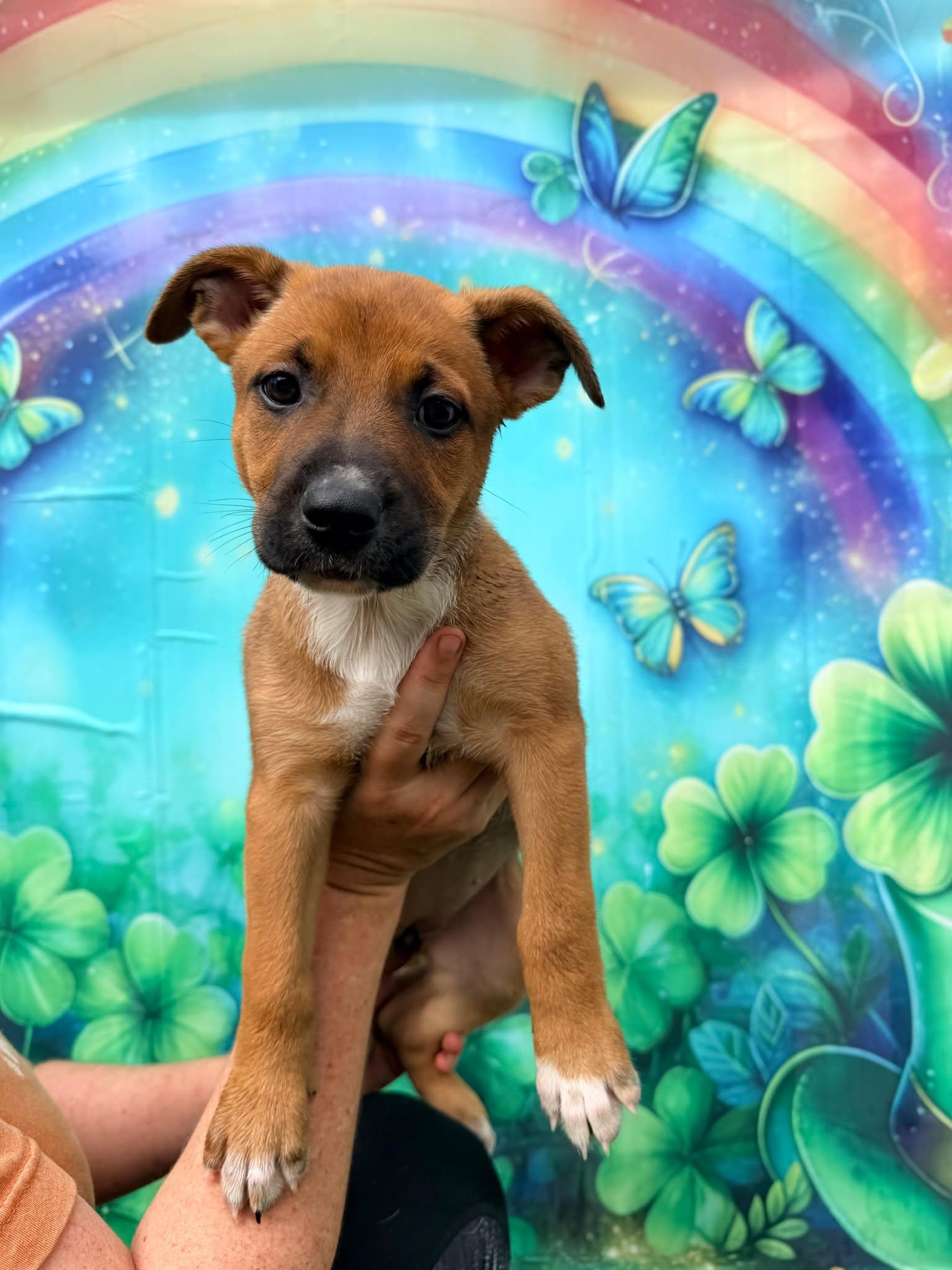 Napoli, a Adoptable Terrier in Pompano Beach, FL image 3/3