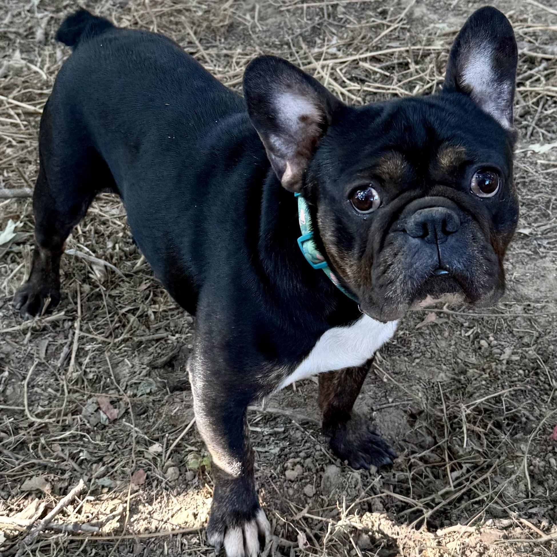 Enlarge Prince, a Adoptable French Bulldog in Alexandria, VA image 2/6