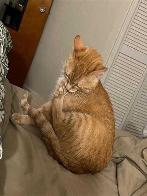 ELEANOR RIGBY, Adoptable, Adult Female Domestic Short Hair.