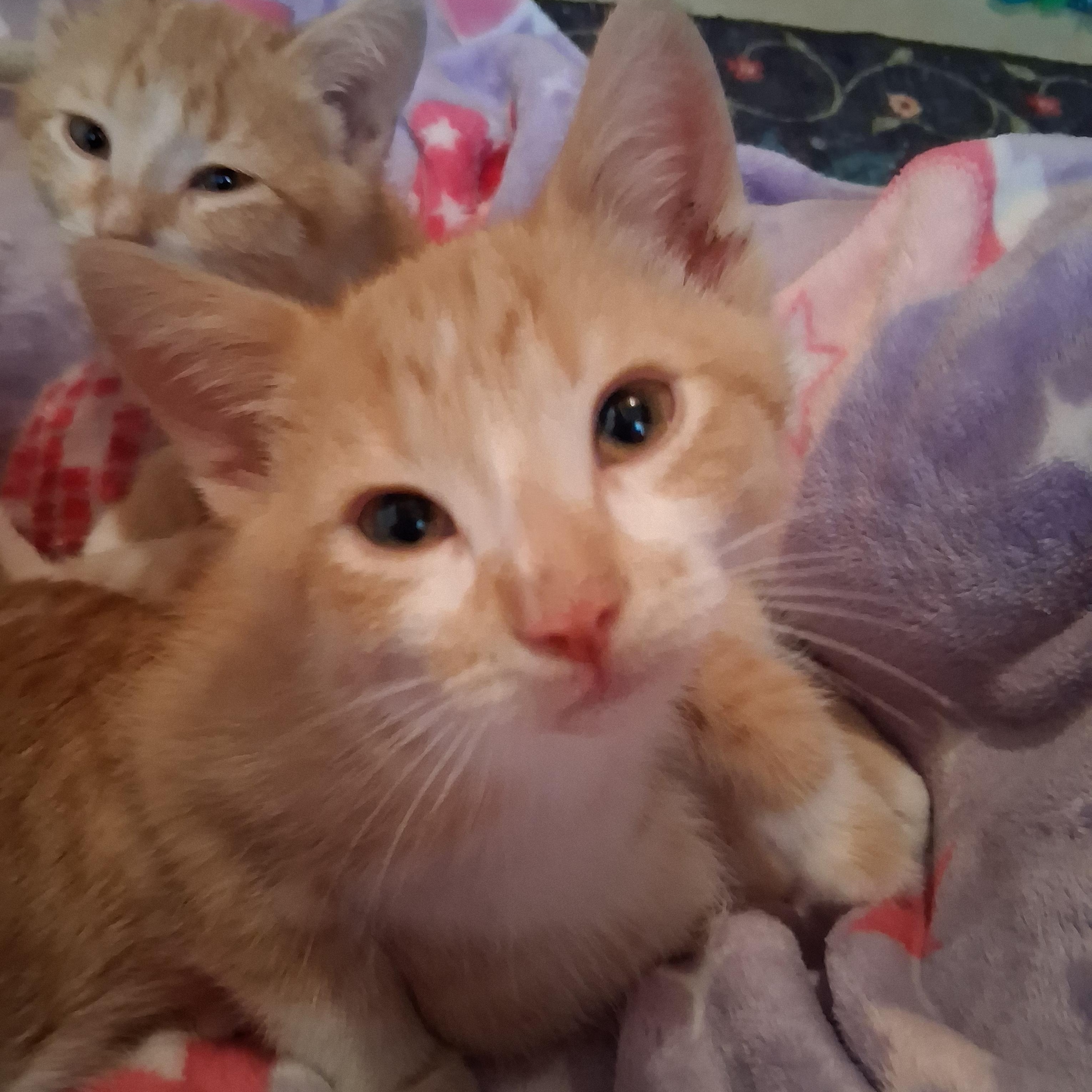Enlarge Sweet Potato - the kissing bandit, a ADOPTABLE mixed breed in Macomb, MI image 1/1