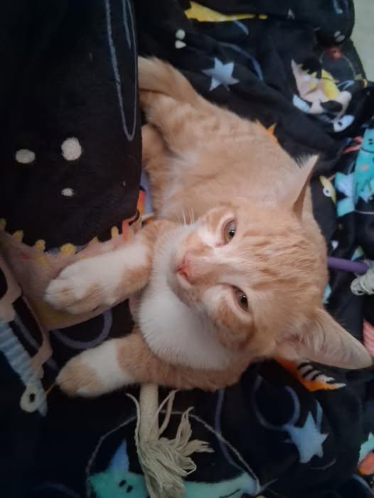 Sweet Potato -lap kitty a kissing bandit, a ADOPTABLE mixed breed in Macomb, MI image 3/3