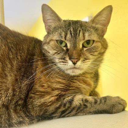 Eevee, Adoptable, Adult Female Domestic Short Hair & Domestic Short Hair.