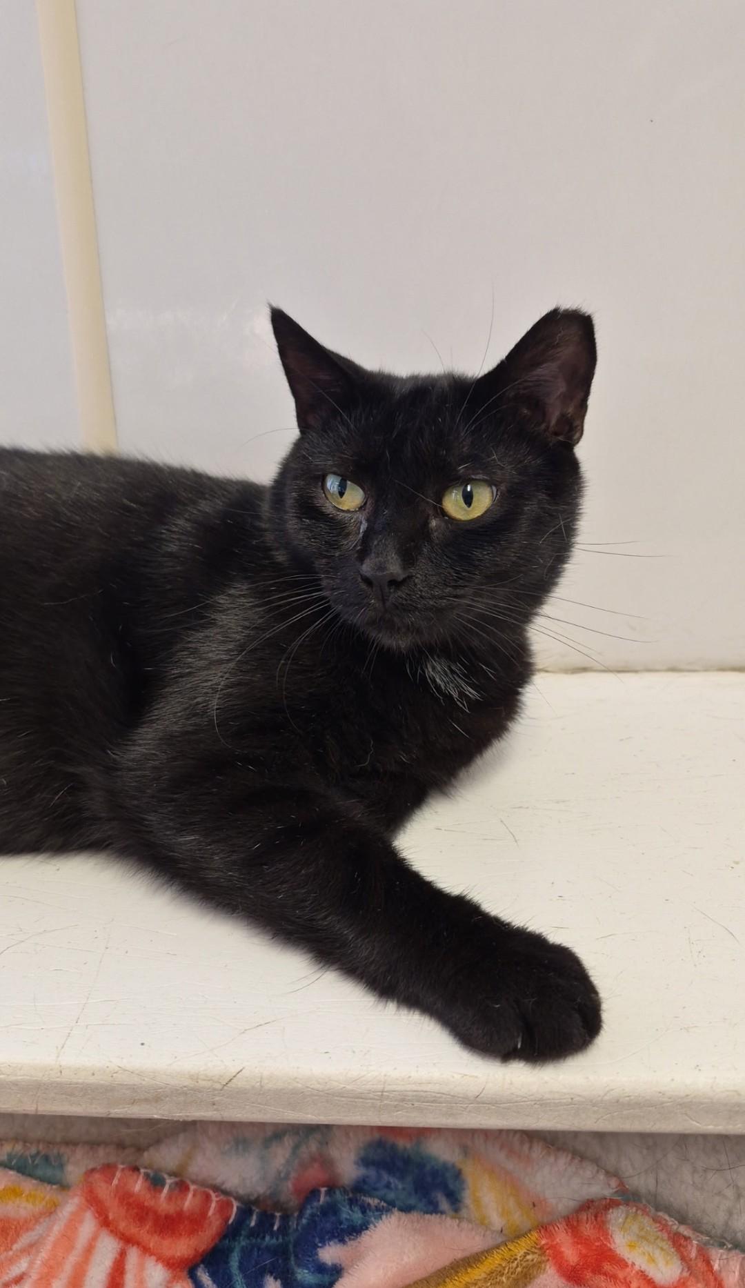 Gomez, Adoptable, Young Male Domestic Short Hair.