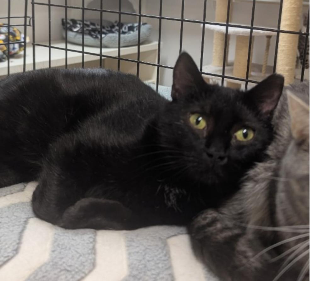 Gomez, a Adoptable Domestic Short Hair in Indiana, PA image 2/5