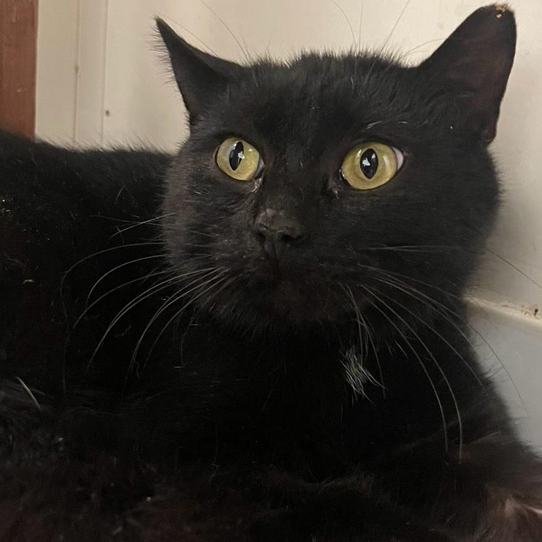 Gomez, a Adoptable Domestic Short Hair in Indiana, PA image 3/5