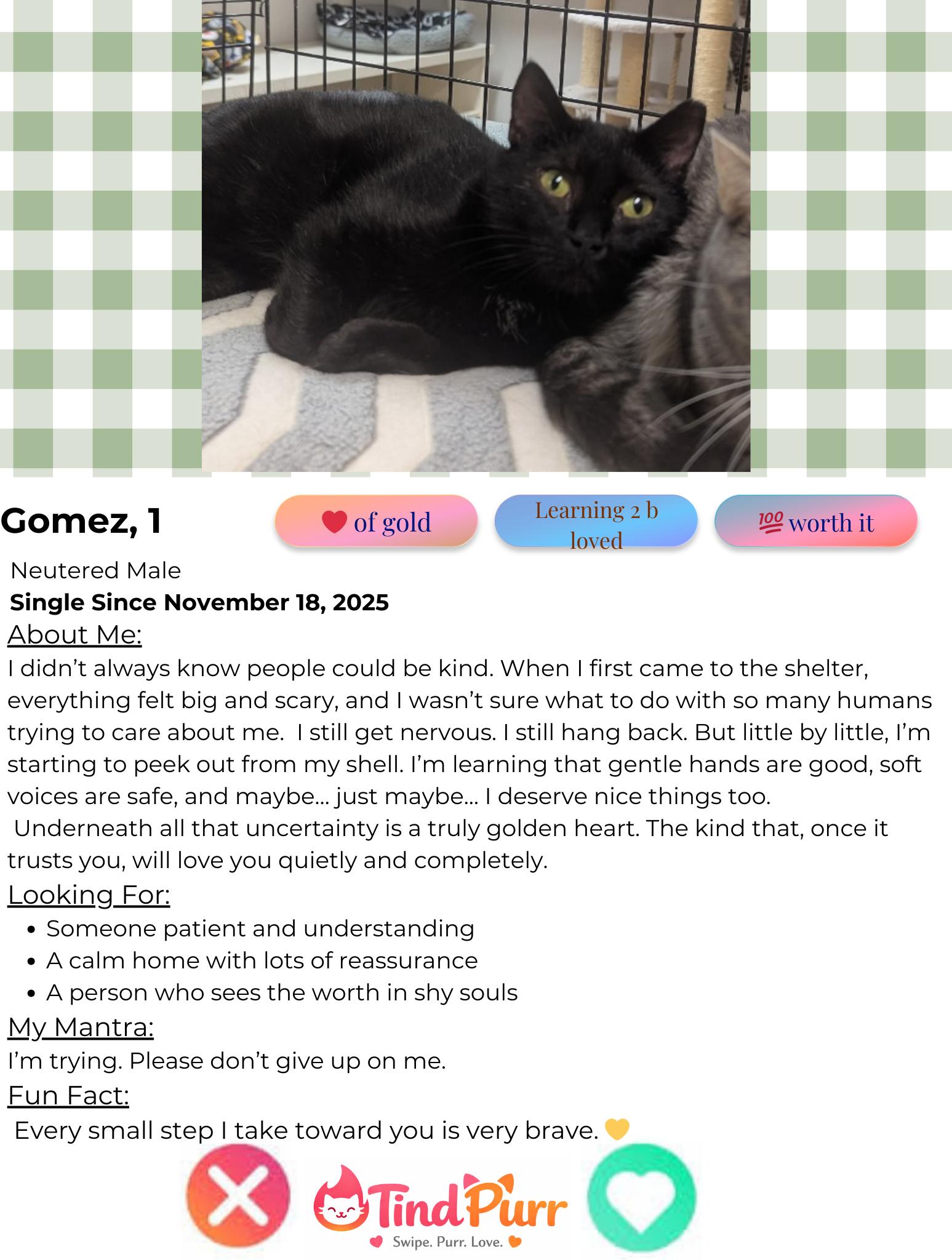 Gomez, a Adoptable Domestic Short Hair in Indiana, PA image 4/5