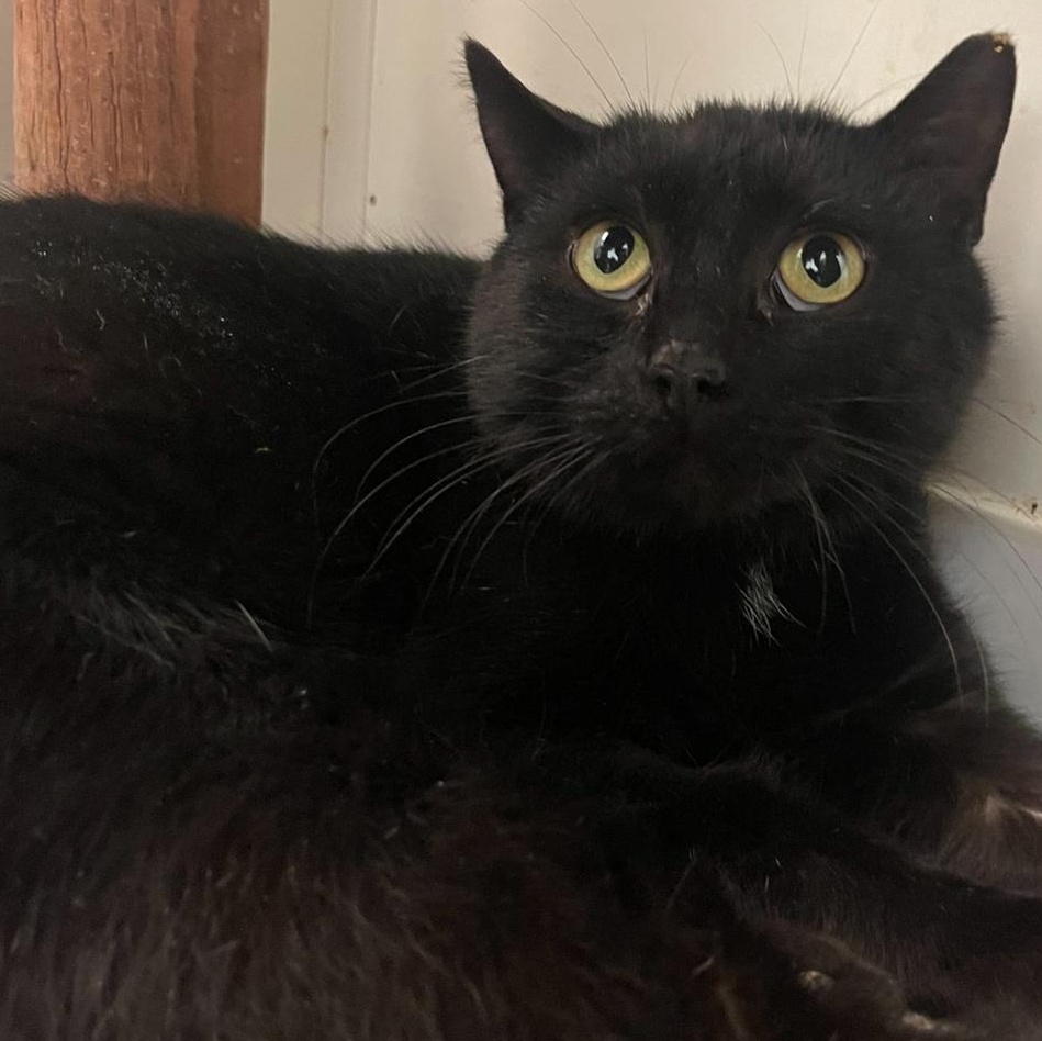 Gomez, a Adoptable Domestic Short Hair in Indiana, PA image 5/5