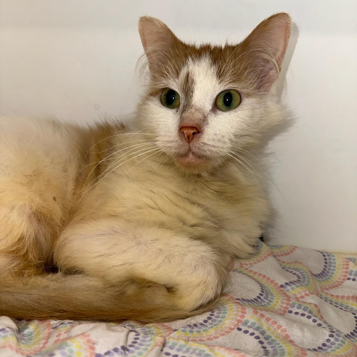 Aurora (ID 50587/768), a ADOPTABLE Domestic Medium Hair in Manassas, VA image 3/3