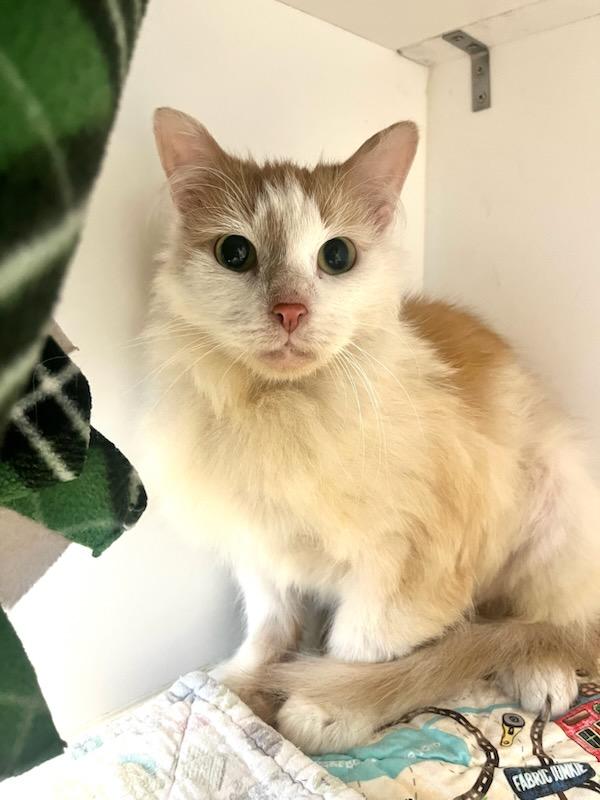 Aurora (ID 50587/768), a ADOPTABLE Domestic Medium Hair in Manassas, VA image 2/3