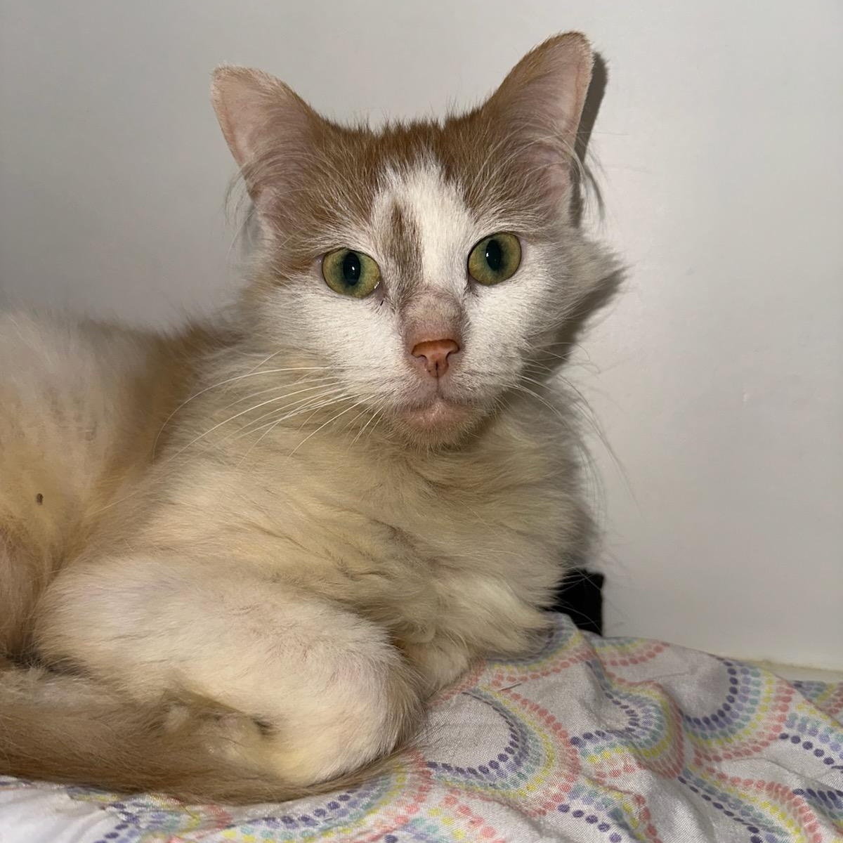 Aurora (ID 50587/768), a ADOPTABLE Domestic Medium Hair in Manassas, VA image 1/3
