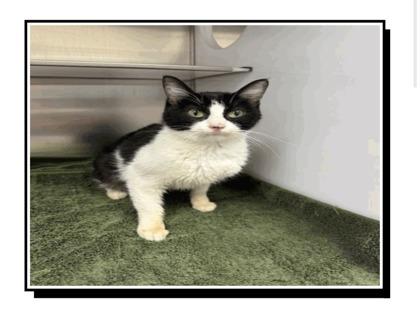 Clarabella, Adoptable, Adult Female Domestic Short Hair & Domestic Short Hair.