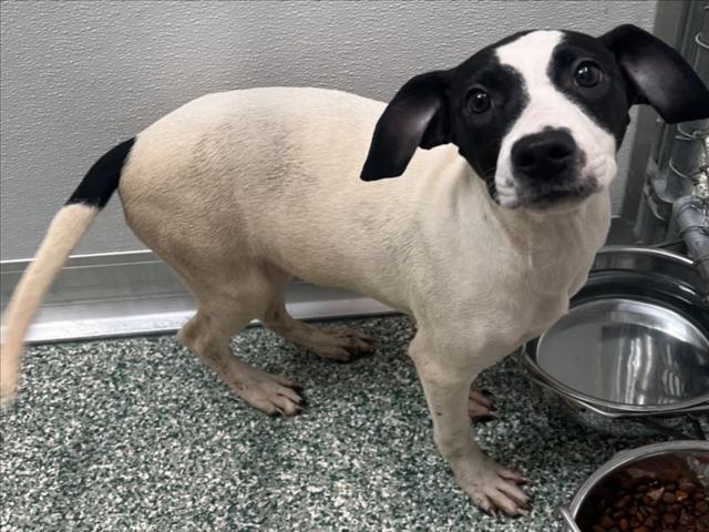 Enlarge MARY, a Adoptable mixed breed in Salisbury, NC image 1/1