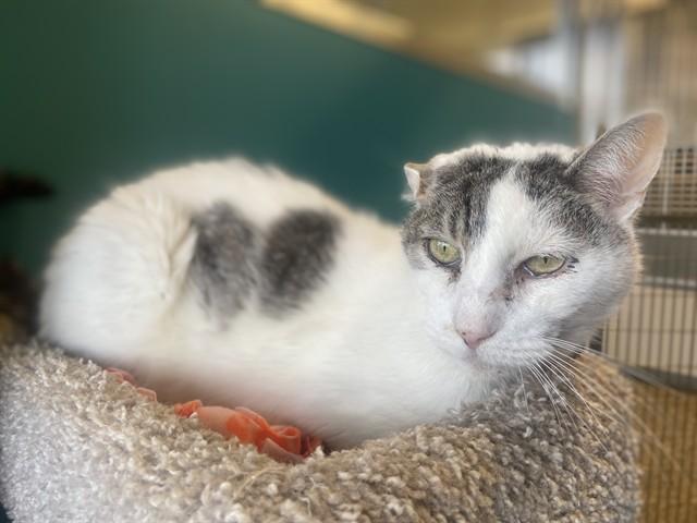 HAROLD, Adoptable, Senior Male Domestic Short Hair.