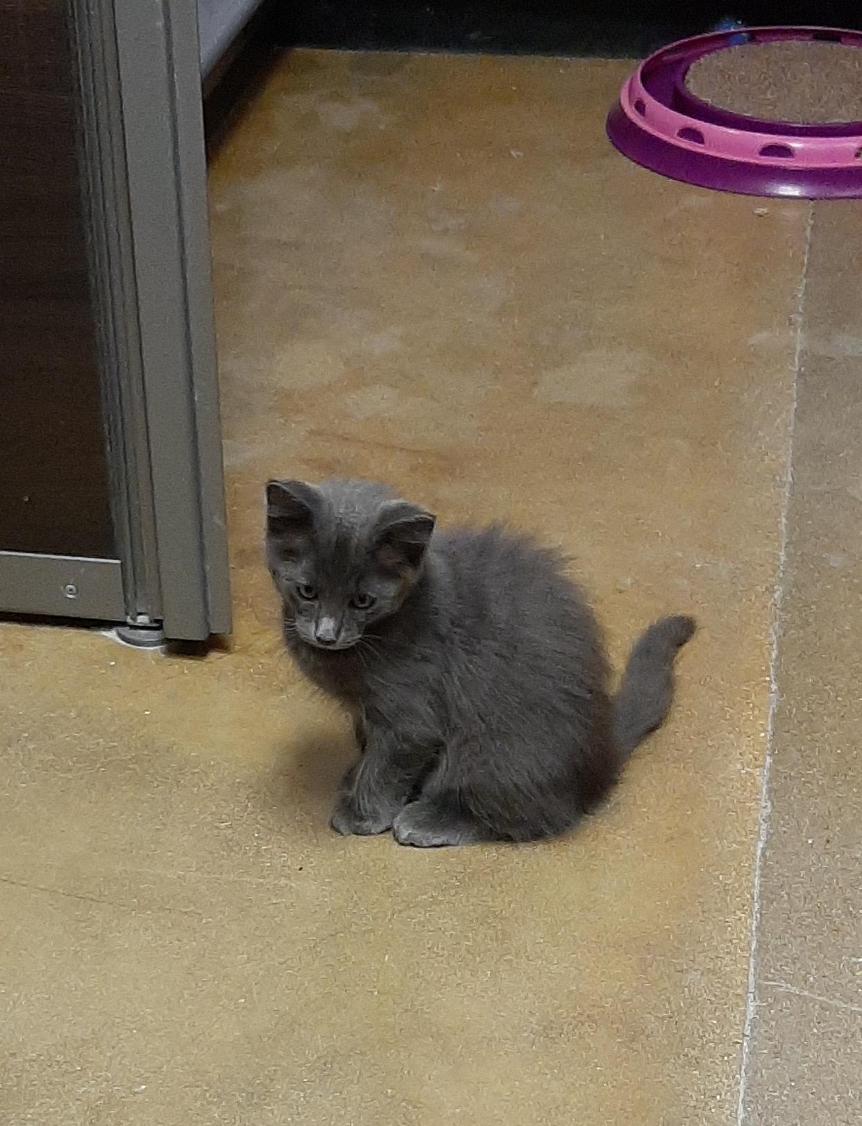 Enlarge Grayson, an adopted Domestic Medium Hair in Belleville, IL image 2/2