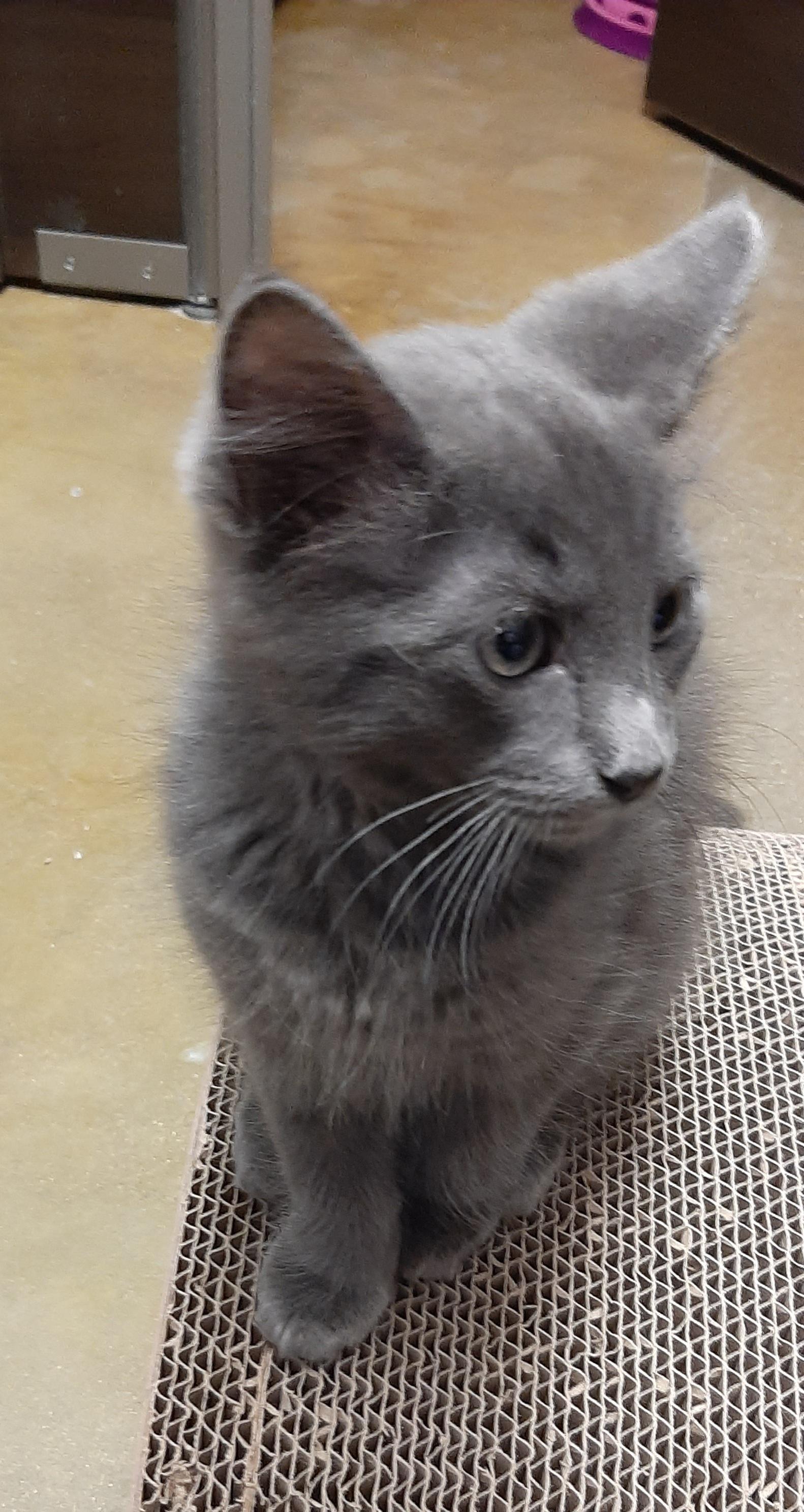 Enlarge Grayson, an adopted Domestic Medium Hair in Belleville, IL image 1/2