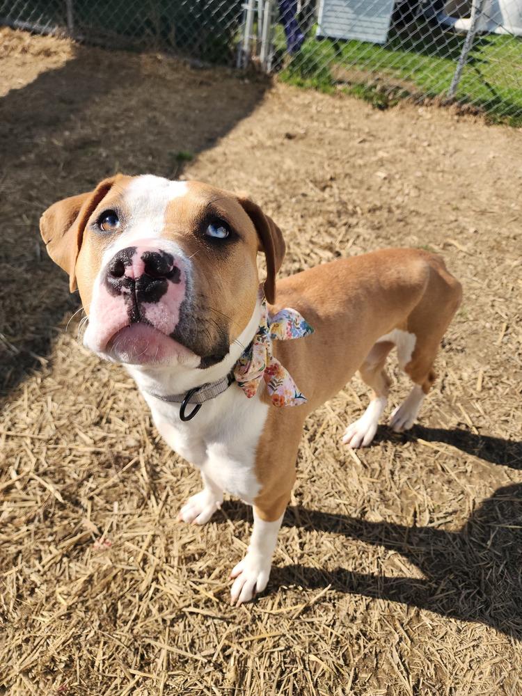 Squishy, a Adoptable mixed breed in Evansville, IN image 1/6