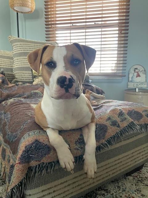 Squishy, a Adoptable mixed breed in Evansville, IN image 2/6