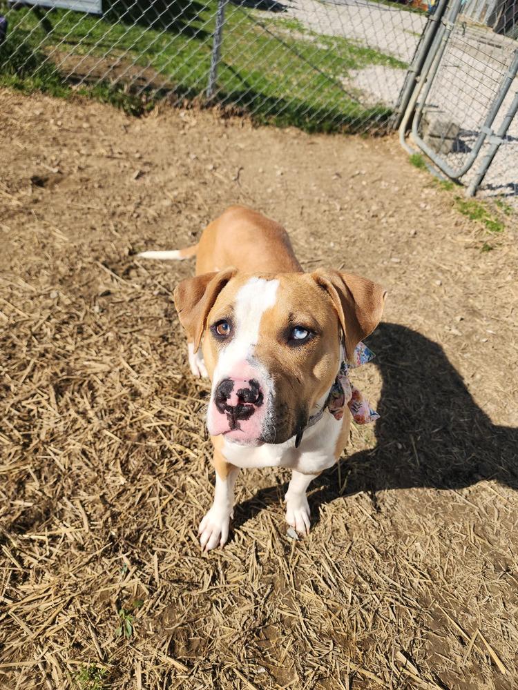 Squishy, a Adoptable mixed breed in Evansville, IN image 4/6