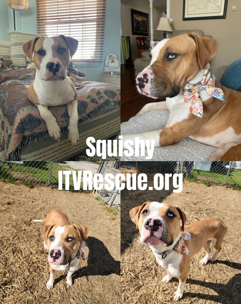 Squishy, a Adoptable mixed breed in Evansville, IN image 5/6