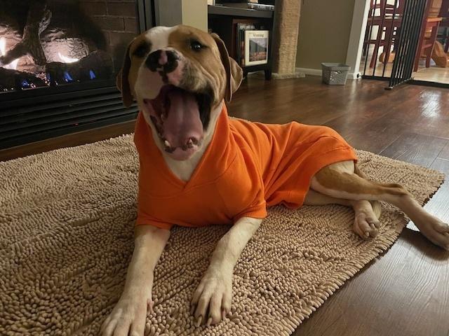 Squishy, a Adoptable mixed breed in Evansville, IN image 6/6