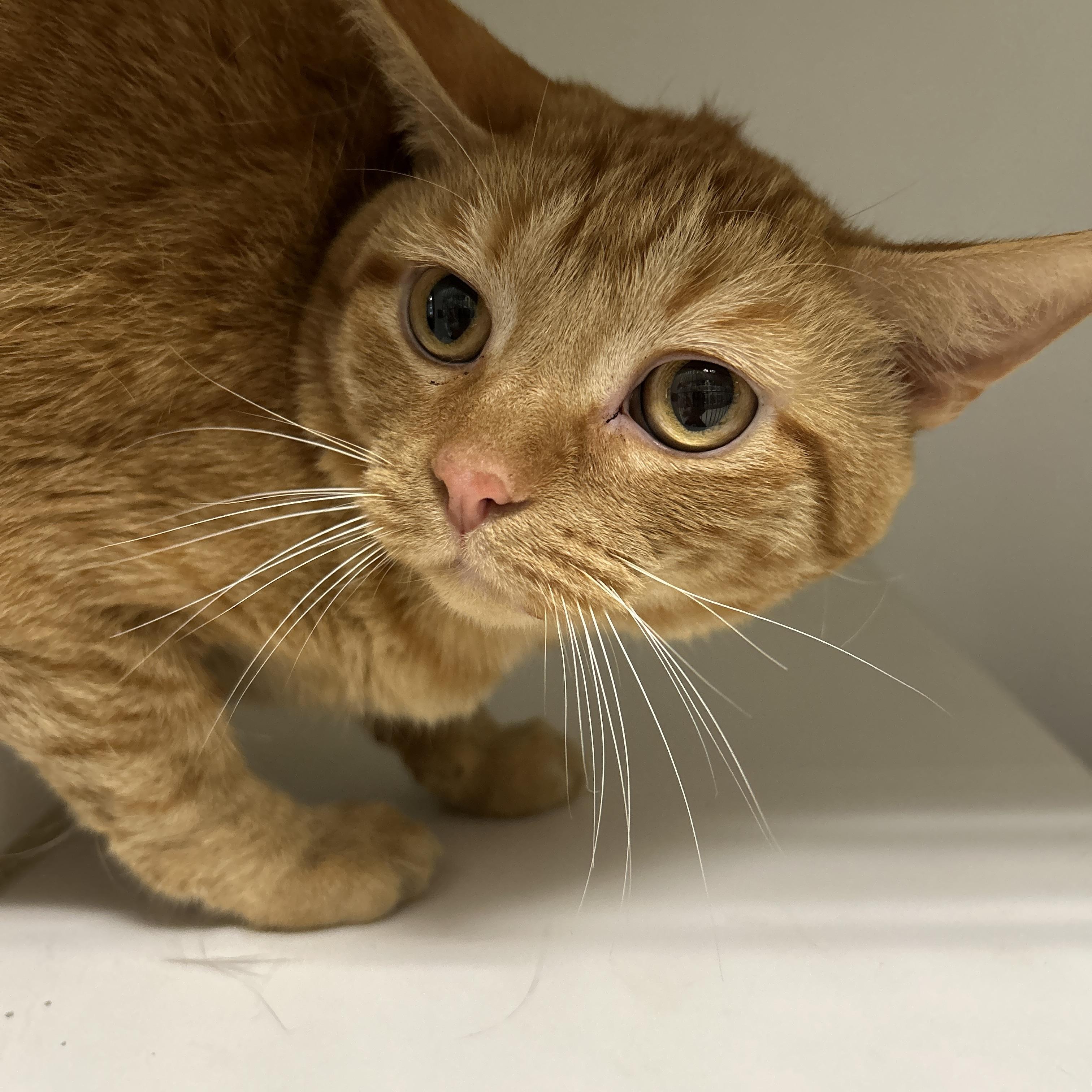 Garfield, Adoptable, Adult Male Domestic Short Hair.