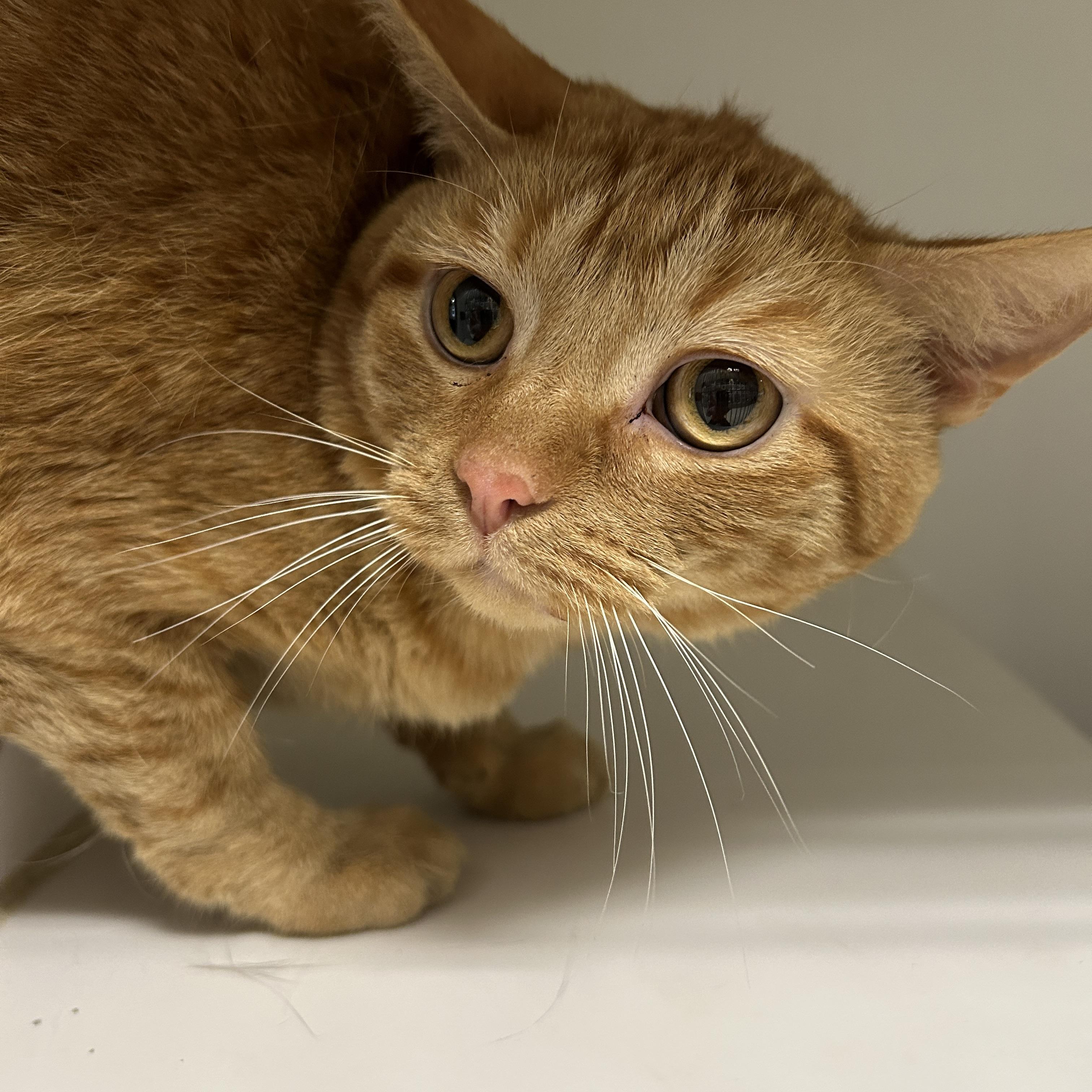 Enlarge Garfield, a Adoptable Domestic Short Hair in La Grange Park, IL image 2/6