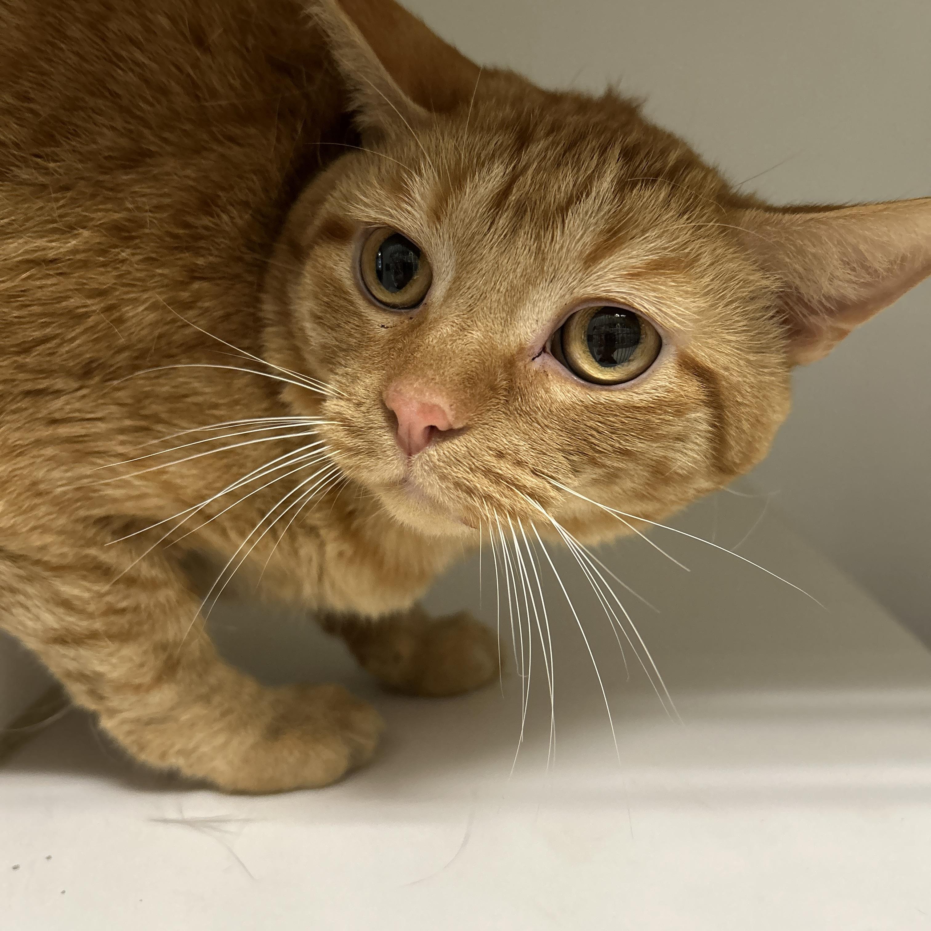 Enlarge Garfield, a Adoptable Domestic Short Hair in La Grange Park, IL image 3/6