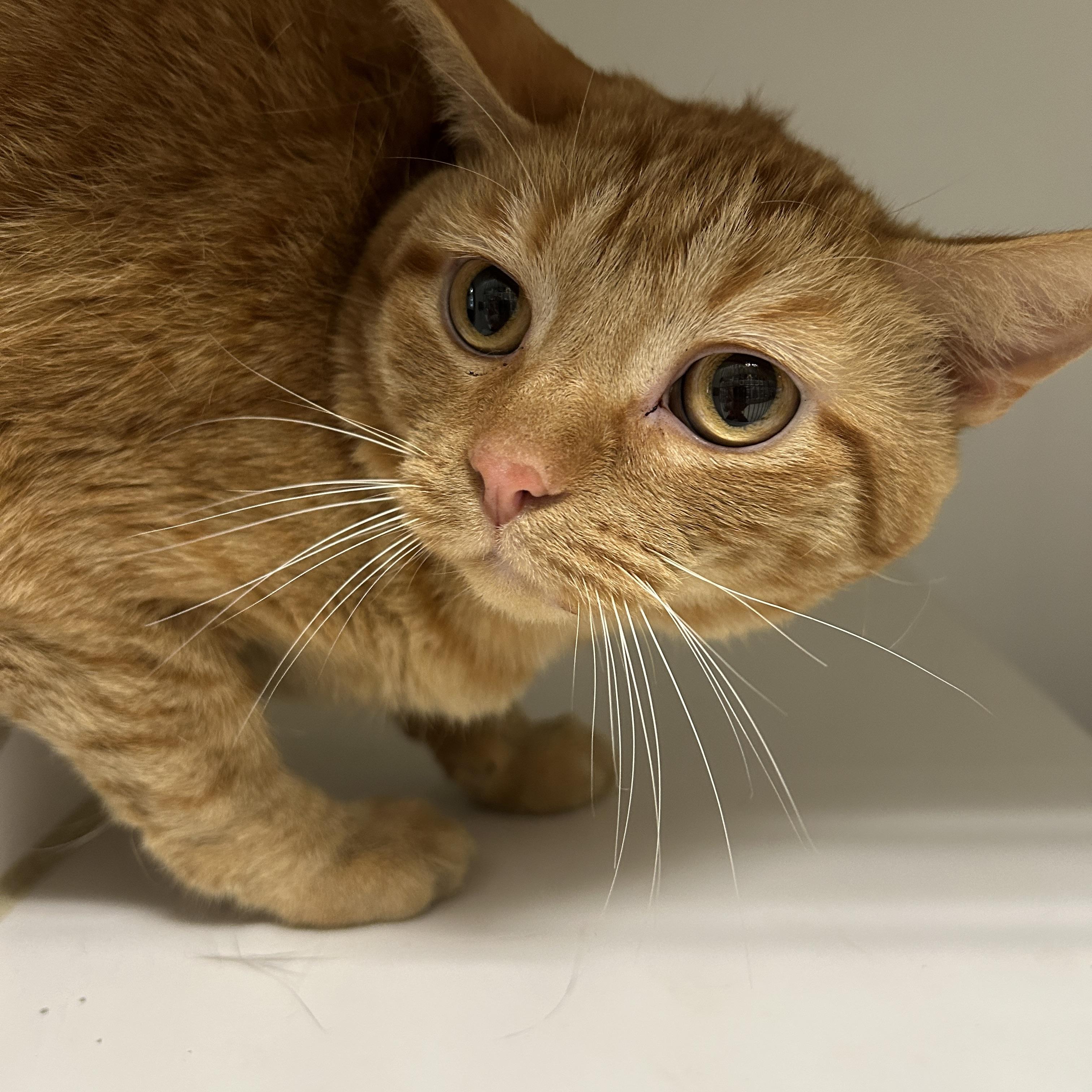 Enlarge Garfield, a Adoptable Domestic Short Hair in La Grange Park, IL image 4/6