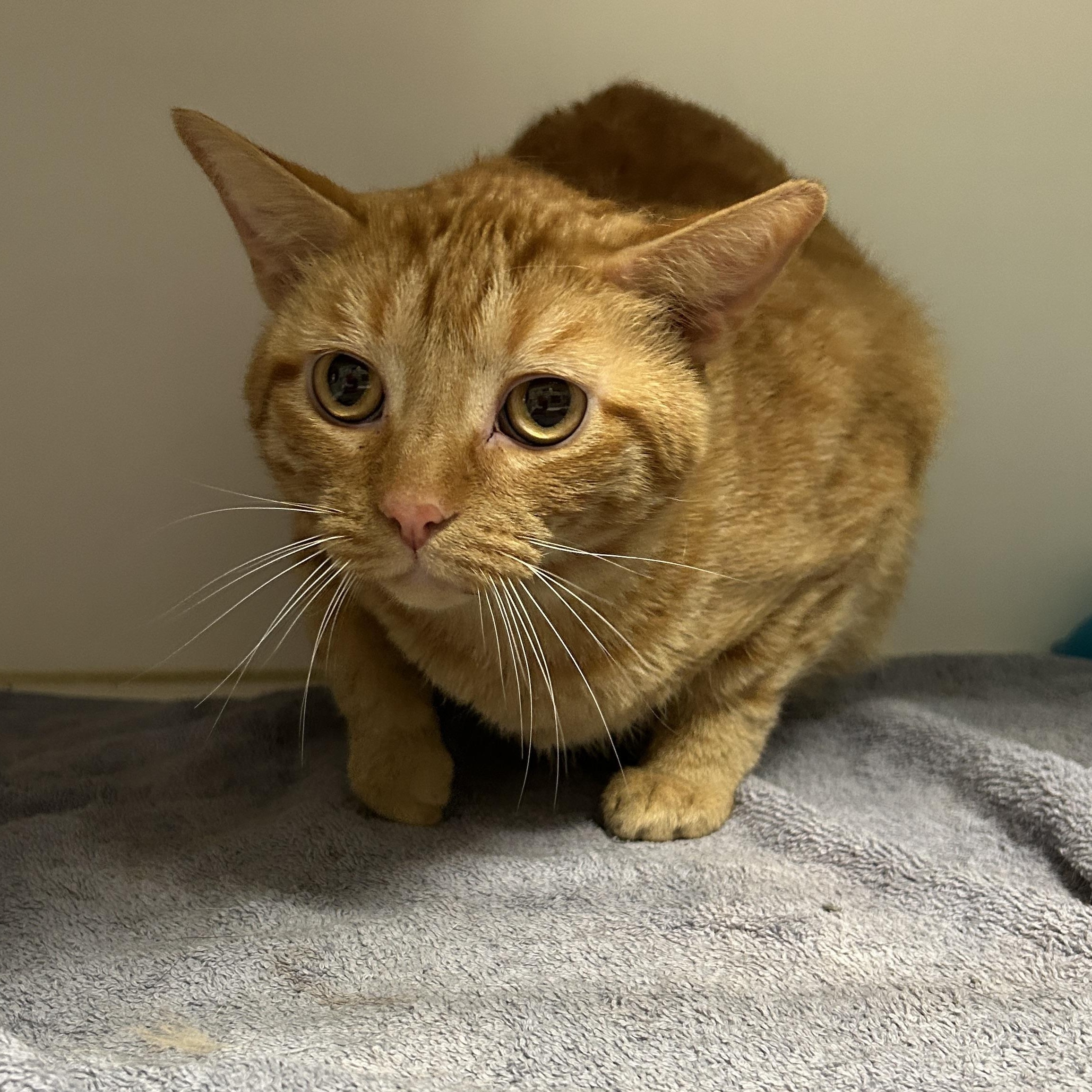 Enlarge Garfield, a Adoptable Domestic Short Hair in La Grange Park, IL image 5/6