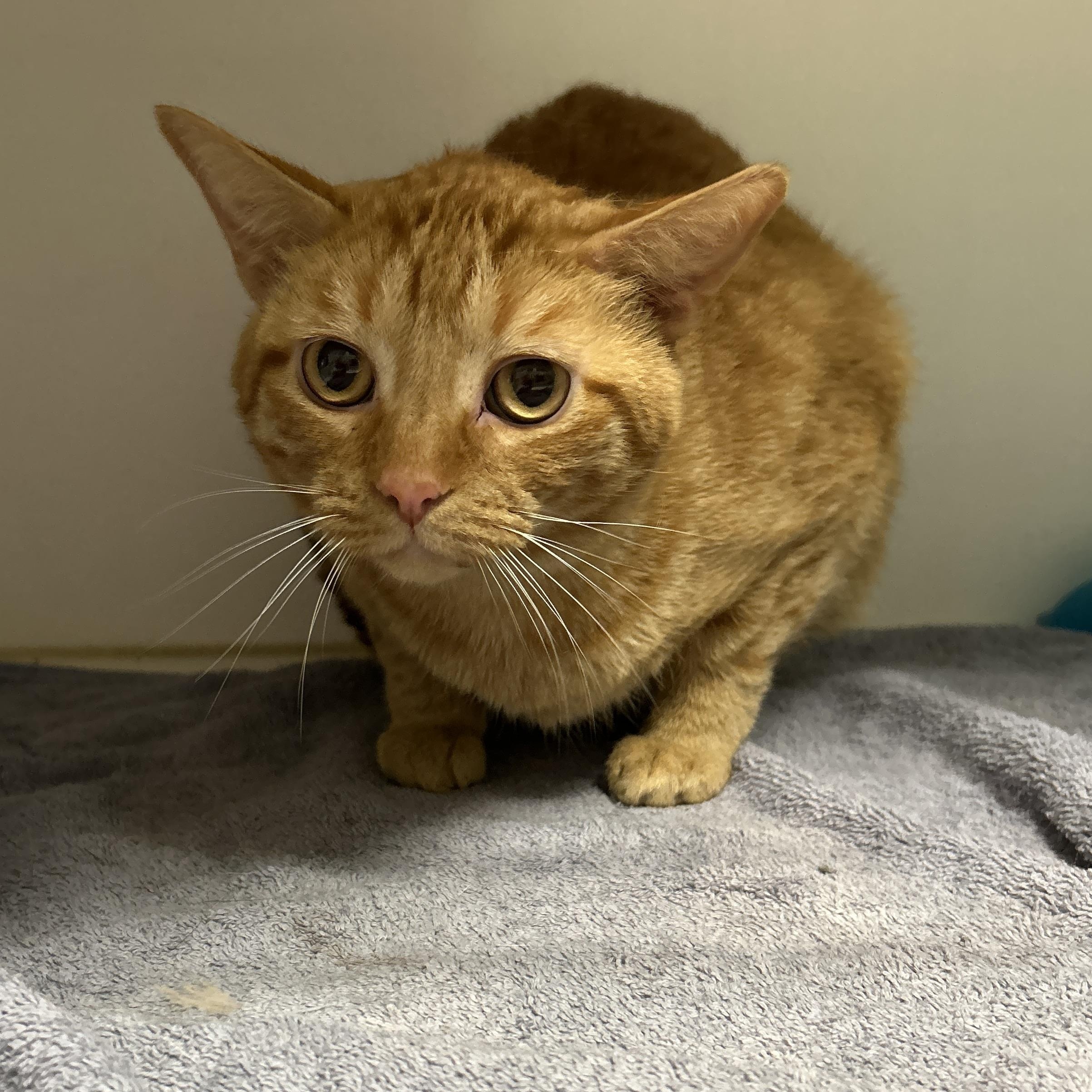 Enlarge Garfield, a Adoptable Domestic Short Hair in La Grange Park, IL image 6/6