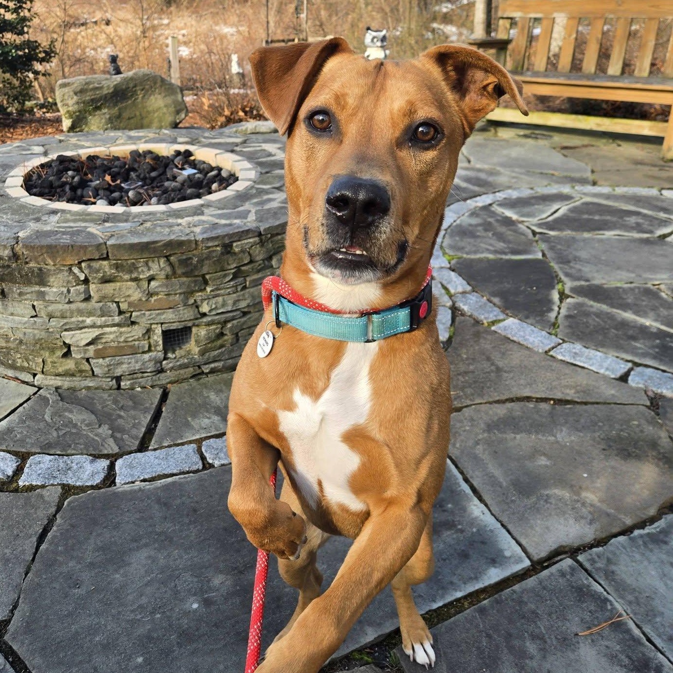 Enlarge Charlie, a Adoptable Mixed Breed in Severn, MD image 6/6