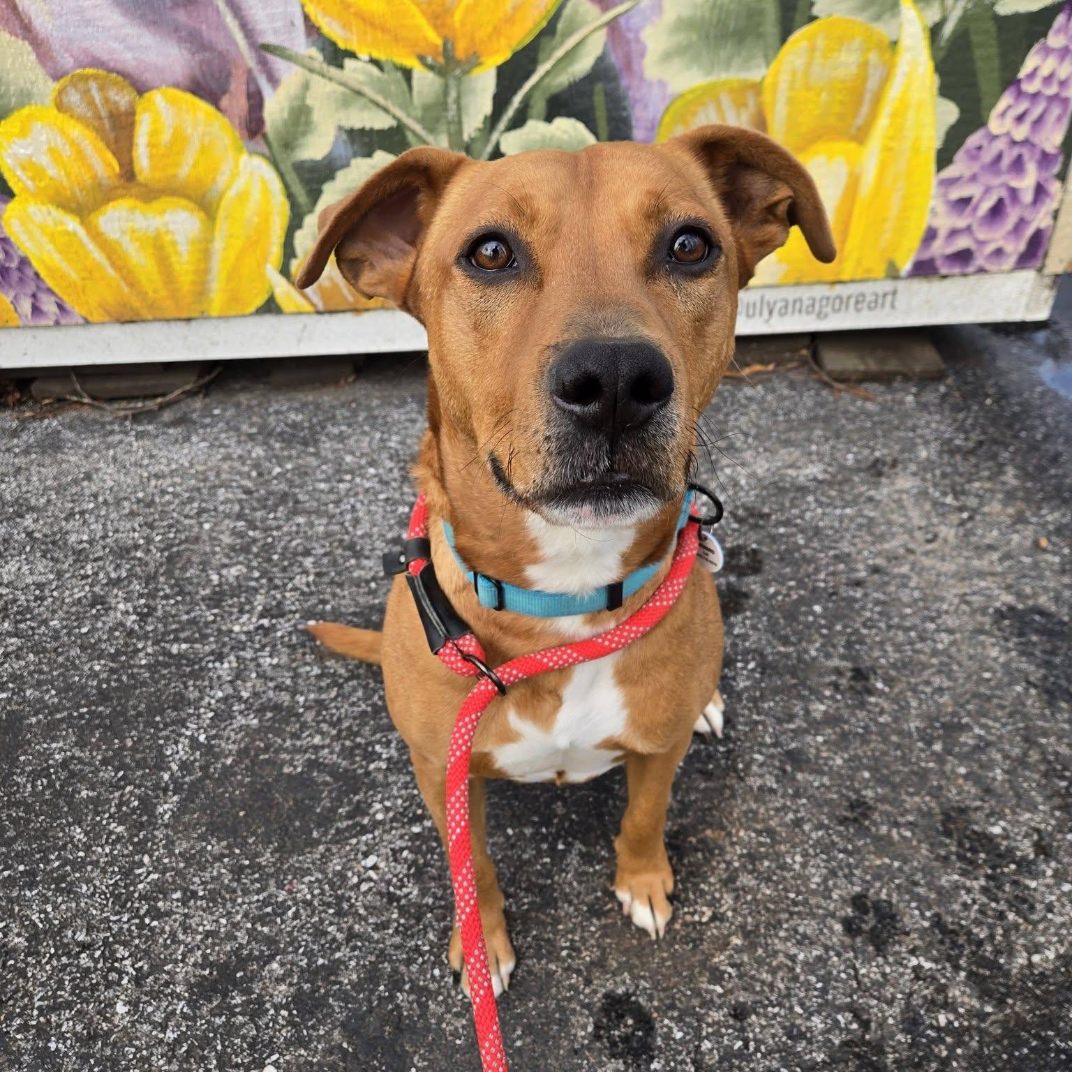 Charlie, Adoptable, Adult Male Mixed Breed.