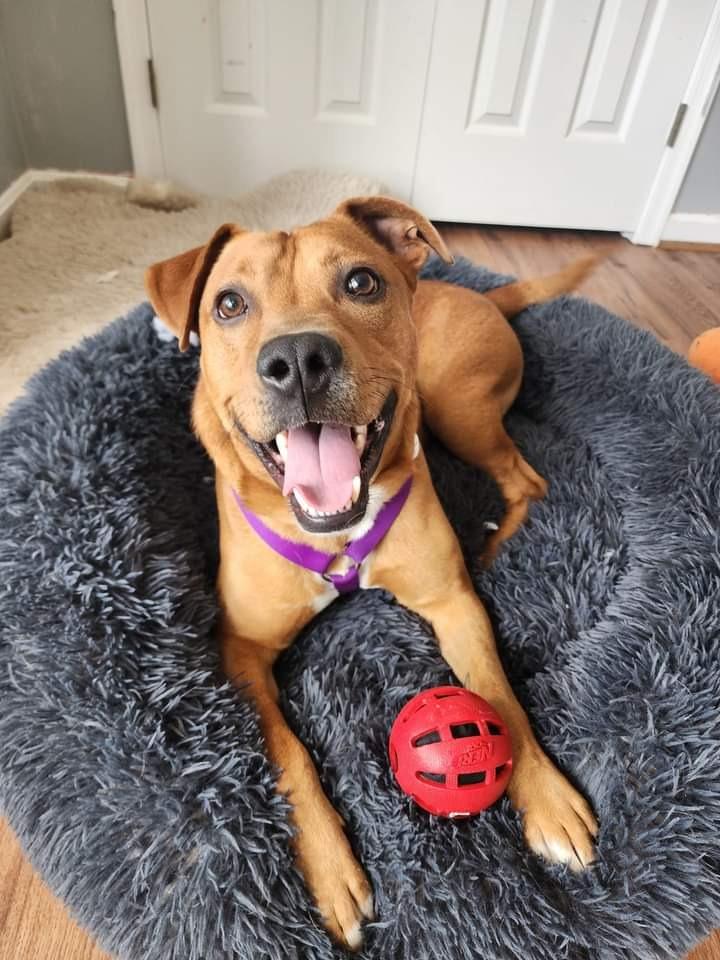 Enlarge Charlie, a Adoptable Mixed Breed in Severn, MD image 1/6