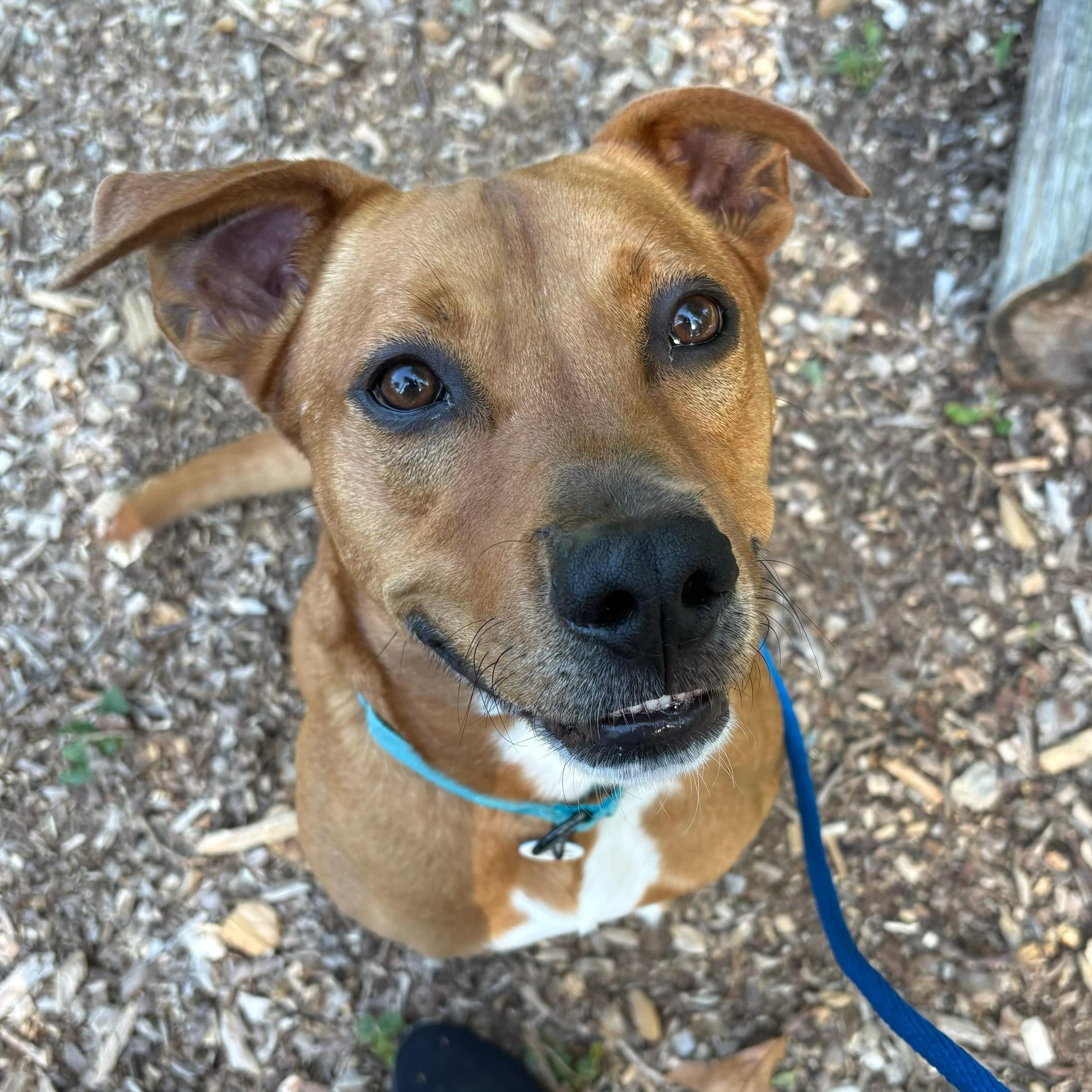 Charlie, a Adoptable Mixed Breed in Severn, MD image 6/6