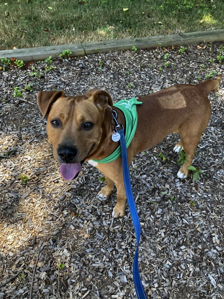 Enlarge Charlie, a Adoptable Mixed Breed in Severn, MD image 2/6